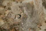 Polished Petrified Wood (Araucaria) Round - Madagascar #355354-1